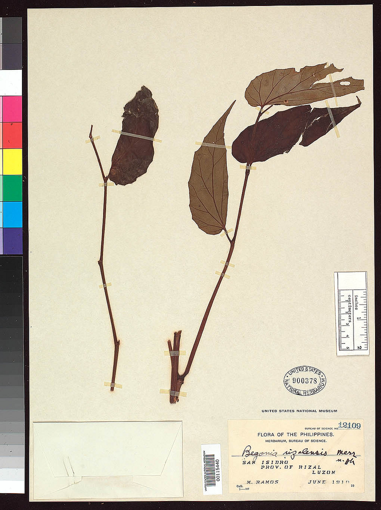 B. rizalensis
